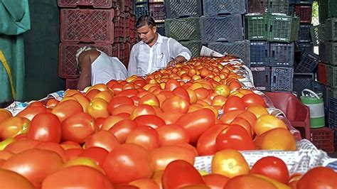 Buy Tomatoes At Per Kg In Delhi From Today Heres How Today News