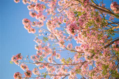 Kostenlose Foto Baum Ast Bl Hen Himmel Blatt Blume Fr Hling