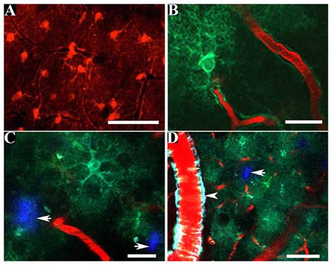 Frontiers In Vivo Two Photon Imaging Of Astrocytic Structure And