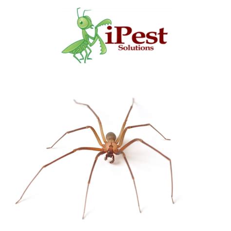 Common Spiders Found In Texas San Antonio College Station Pest Control Ipest