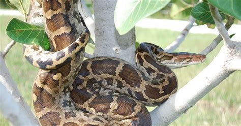 Imagens De Todas As Cobras Do Mundo Imagens Da Natureza E De Tudo Que