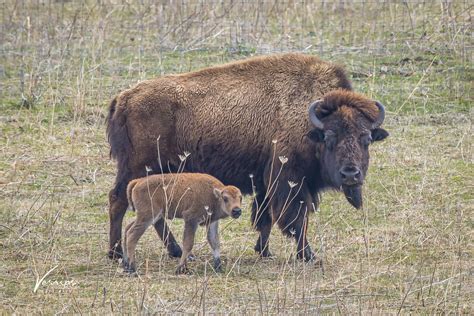 Check out our new addition: Bison Calf - Prairie Heritage Center | O ...