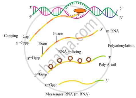 Explain The Process Of Transcription In Eukaryotes Biology