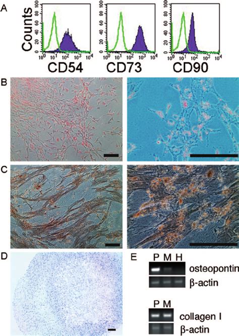 Phenotypic Analysis And Lineage Differentiation Of Mscs Derived From