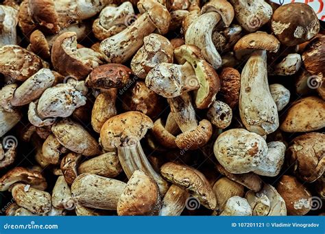 Fresh Porcini Mushroom Edible Boletus Edulis At The Organic Farmer