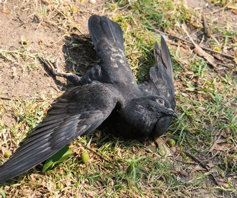 Dead Crow Meaning Symbolism: Understanding the Significance