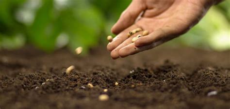 Beginner’s Guide: How To Plant Flower Seeds - Swell Seed Co.