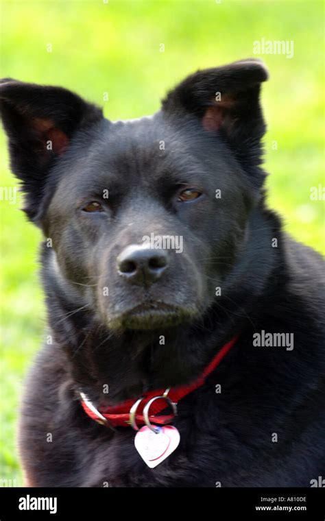 Chow Akita Mixed Breed Dog Stock Photo Alamy