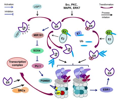 Biomolecules Free Full Text Estrogen Receptors And Ubiquitin