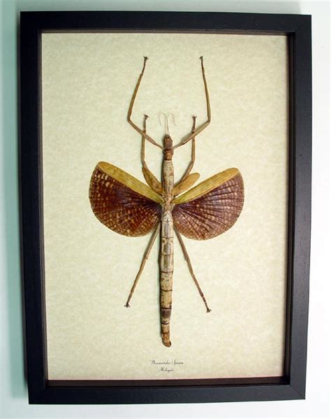 Real Framed Winged Stick Insect - Phasmatidae Taxidermy Display