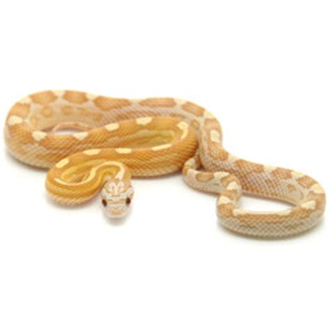 Gold Dust Motley Corn Snake for sale from ReptMart.com