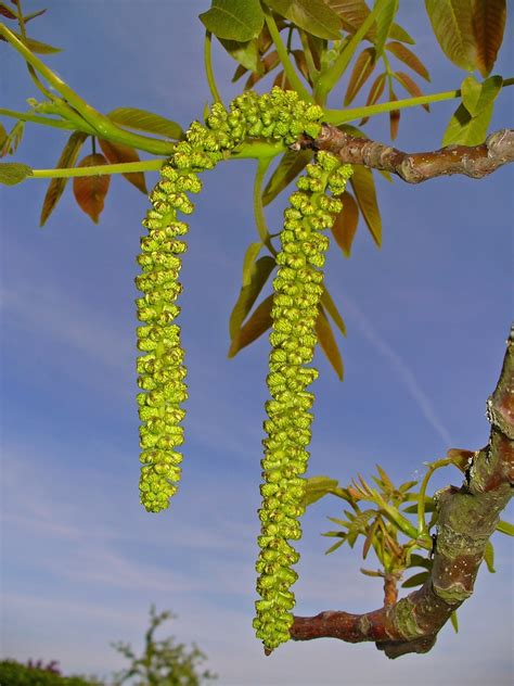 Juglans regia (Black Sea Walnut, Common Walnut, English Walnut, Persian ...