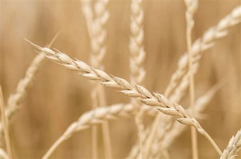 Premium Photo Common Wheat Triticum Aestivum Variety Spelta