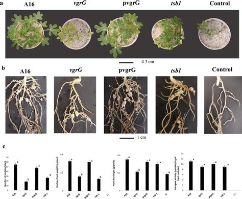 Symbiotic Phenotype Of A16 And Derivatives With L Micranthus 5 Weeks Download Scientific