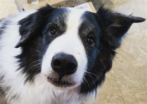 29 Beautiful Border Collie Mixes (With Pictures!)