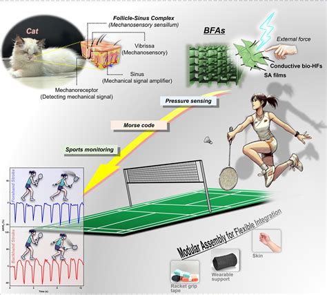 Cat whiskers inspire highly sensitive, next-generation wearable