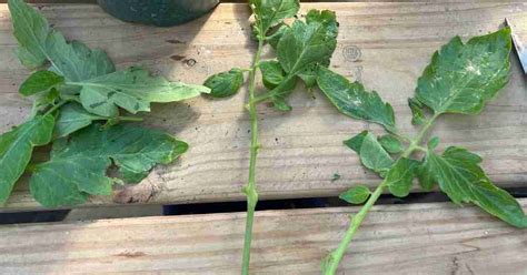 How To Propagate Tomato Plants From Cuttings