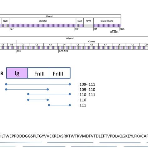 Schematic Representation Of The Domain Composition Of Titin And