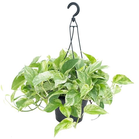 Marble Queen Pothos Hanging Basket Live Plant In An 8 Inch Hanging B Wekiva Foliage