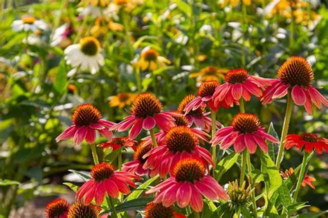 How To Grow And Care For Coneflowers Echinacea