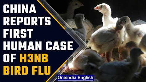 China Reports First Human Case Of H3n8 Bird Flu 4 Year Old Found