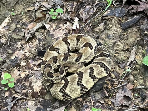 Understanding, instead of fearing snakes in the region – Macon Sense