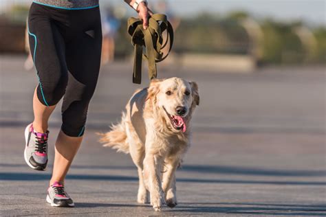 How Much Exercise Does A Dog Need Every Single Day Ultimate Pet