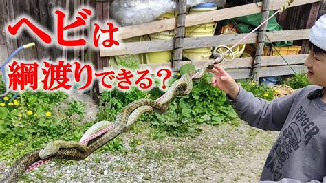 【アオダイショウ】ヘビは綱渡りできるか？驚きの身体能力 動物（犬・猫 他色々）【まとめ動画】