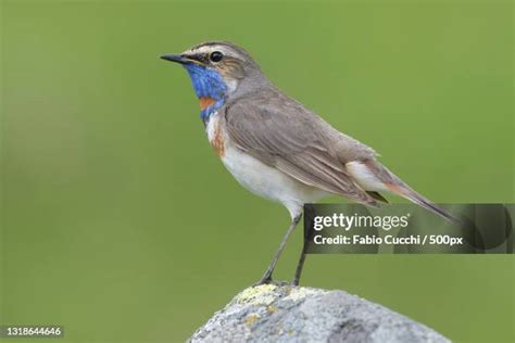 Bluethroat Bird Photos and Premium High Res Pictures - Getty Images