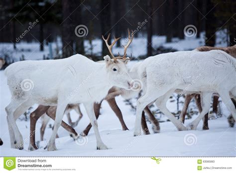 Reindeer Flock In The Wild At Winter Stock Image Image Of Natural