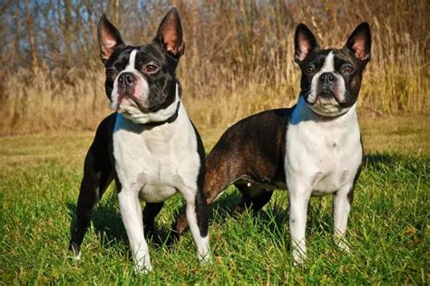 BOSTON TERRIER opis cena Rasy psów Psy pl Psy pl