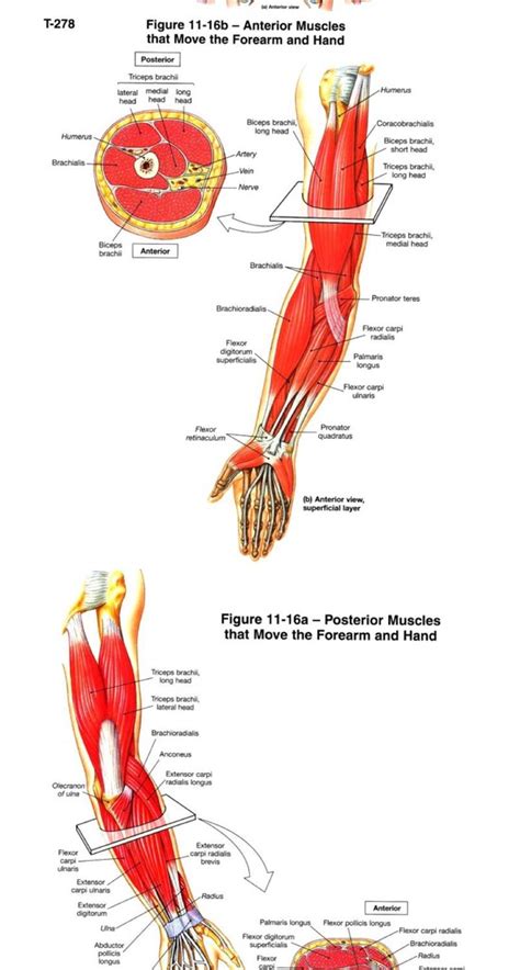 Muscles That Move The Hand Diagram Quizlet