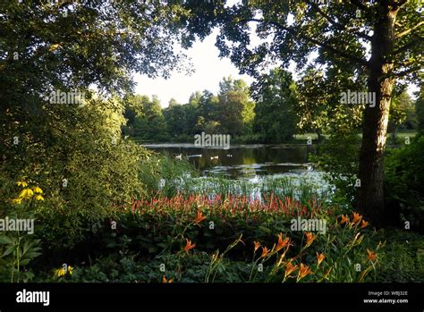 Plants By Lake Stock Photo - Alamy