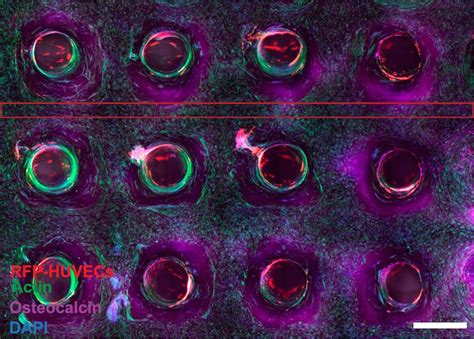 Three Dimensional Bioprinting Of Thick Vascularized Tissues Lewis