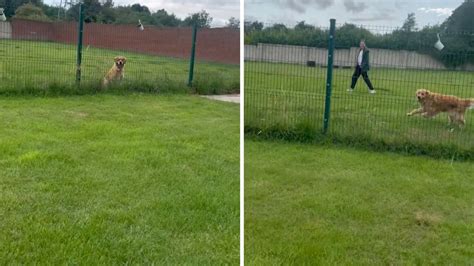 Races De Chiens Qui N Aboient Pas Ou Tr S Peu