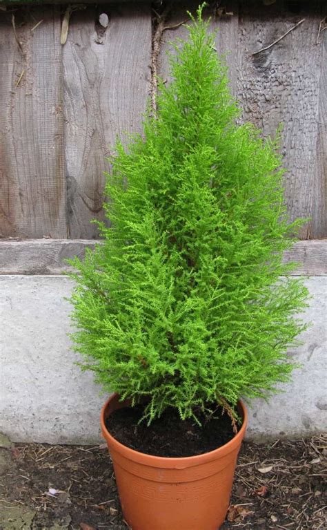 Care Tips For Lemon Cypress Trees Cypress Plant Potted Trees