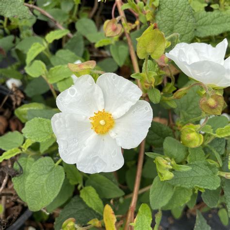 Cistus Corbariensis Ciste Des Corbières Le Chatel Des Vivaces