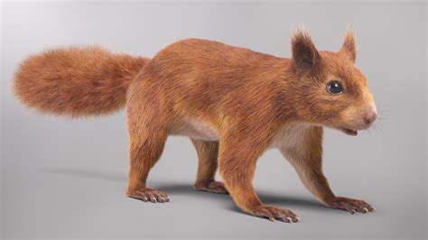 3d Model Squirrel Fur Ts Thumbodsiguxfvn