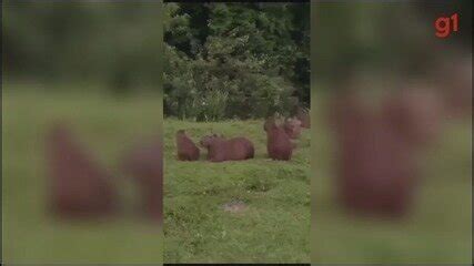 Grupo De Capivaras Flagrado Descansando E Passeando Em Cubat O V Deo