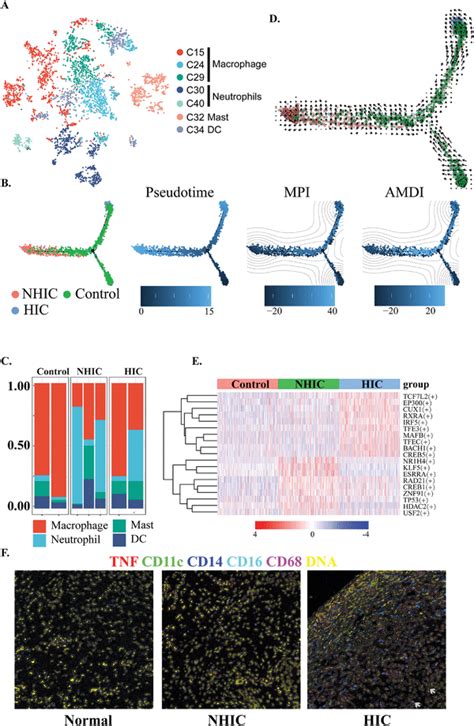 Pseudotime Analysis Of Macrophage Cells By Using Rna Velocity Download Scientific Diagram