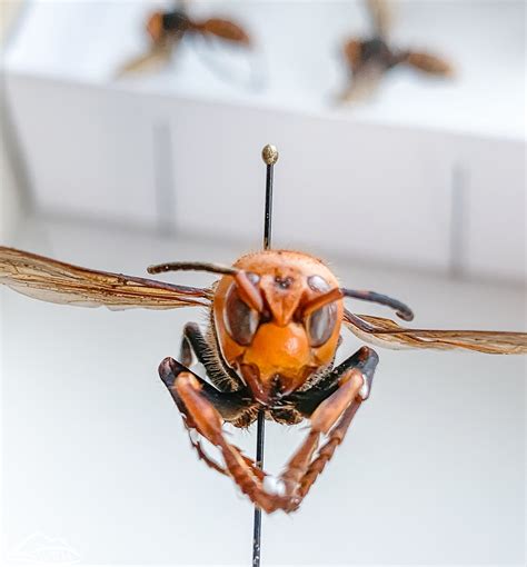 Asian Giant Hornet Vespa Mandarinia Washington State Department Of