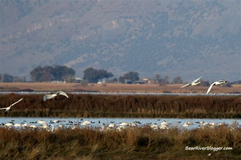 The Best Place To View Tundra Swans During Fall Migration Isnt