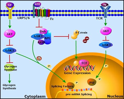 Glycogen Synthase Kinase 3 And Alternative Splicing Advanced Science News