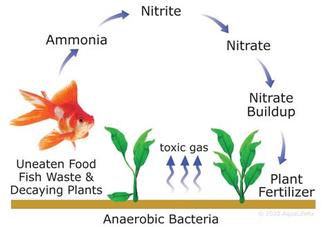 Understanding The Nitrogen Cycle How To Cycle A Marine Aquarium