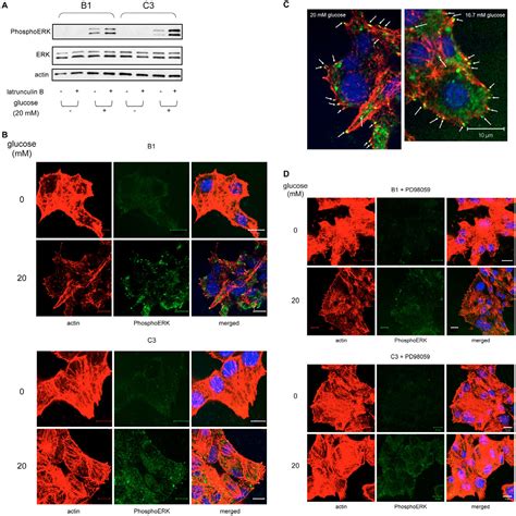 Figure From Regulation Of Pancreatic Cell Insulin Secretion By