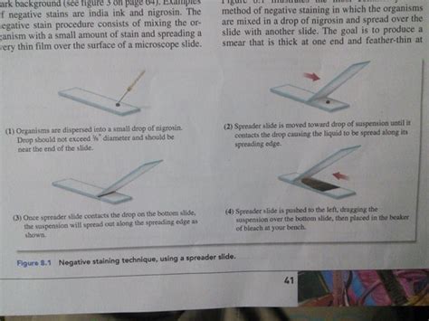 Chapter Negative Staining Flashcards Quizlet