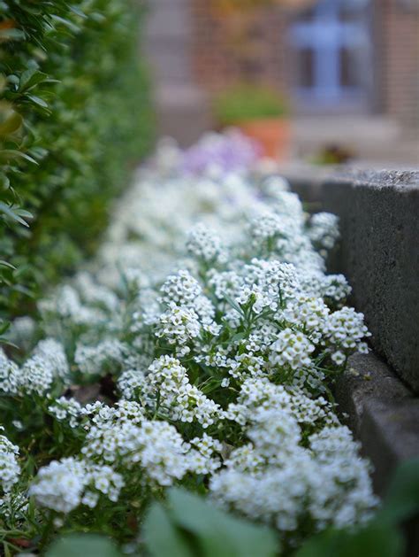 White Alyssum Colorful Garden Autumn Garden Alyssum