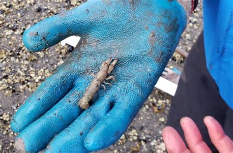 An Invasive Parasite Is Taking Over Alaska Blue Mud Shrimp Researchers Want To Kill It