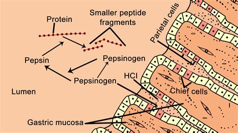 Pepsin Enzyme: Structure, Function, and Important Facts - Science Struck