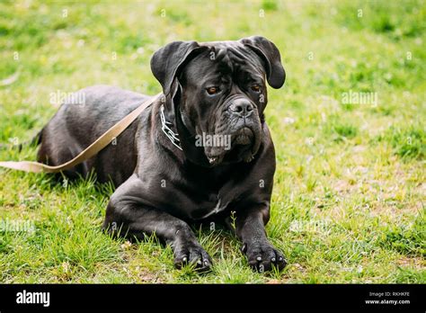 Cane Corso Hi Res Stock Photography And Images Alamy